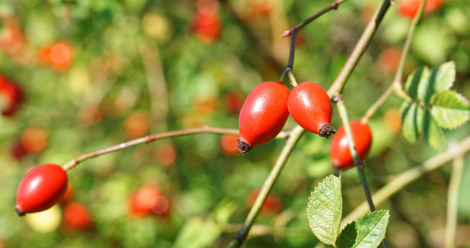 Rosehip oil - Antipodes New Zealand