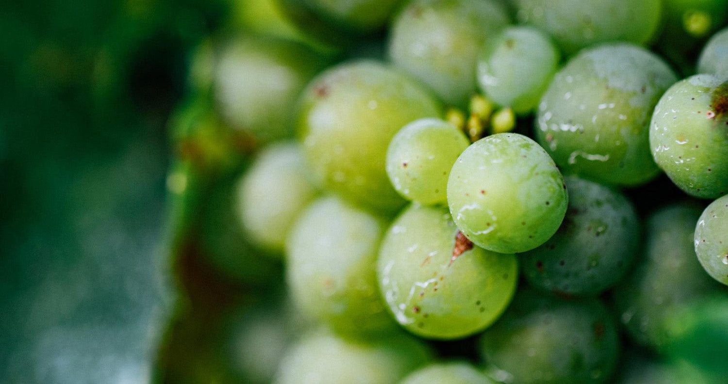 Vinanza® Grape - Antipodes New Zealand